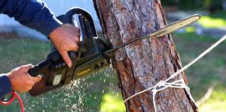 Best Arborist Consultation Services  in Carefree, AZ