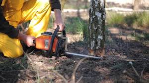 Best Tree Removal  in Carefree, AZ