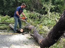 Best Tree Risk Assessment  in Carefree, AZ