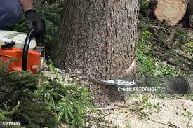 Best Tree Preservation Services  in Carefree, AZ
