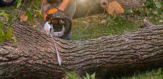 Best Tree Disease Treatment  in Carefree, AZ
