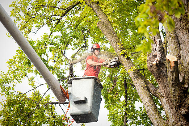 Best Tree Fertilization  in Carefree, AZ